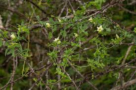 Image result for Coccinia rehmannii