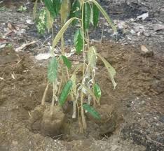 Bibit durian dimasukan kedalam lubang tanam dengan posisi yang tegak, selanjutnya tutup kembali dengan tanah hasil galian sampai batas pangakal batang bibit durian. Photography Cara Tanam Pohon Durian Steemcoinpan