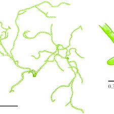 Image result for Lomariopsis rossii