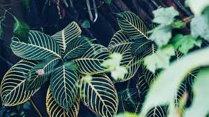 Image result for Sanchezia