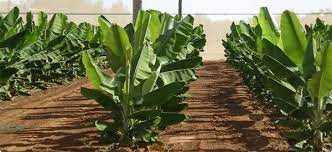 Check out our banana tree selection for the very best in unique or custom, handmade pieces from our craft supplies & tools shops. Best Banana Special Fertilizer Guide For Banana Tree