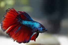 The following filters are suitable for betta fish and will not cause them so much stress many canister filters have controls for water flow, which is very helpful when you have a betta. How To Set Up A Sponge Filter For Betta Did You Know Homes