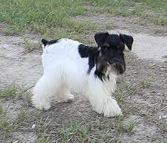 Black And White Parti Mini Schnauzer Jordan Black And Silver Parti Girl Mini Schnauzer Schnauzer Black