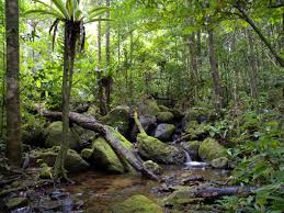 Thailand Natural Disaster Tsunami Blog Congo Rainforest National Parks Rainforest