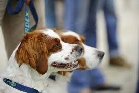 Tests Adn Quels Tests De Confort Pour Mon Chien Societe Centrale Canine