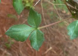 Image result for Commiphora