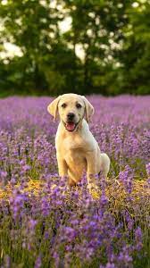 The Latest Iphone11 Iphone11 Pro Iphone 11 Pro Max Mobile Phone Hd Wallpapers Free Download Labrador Dog Wallpaper Iphone Wallpaper Free Download Labrador
