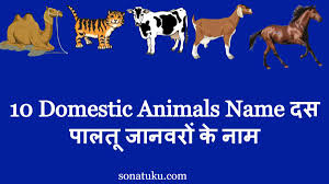 Pet animal name list meaning: 10 Domestic Animals Name à¤¦à¤¸ à¤ª à¤²à¤¤ à¤œ à¤¨à¤µà¤° à¤• à¤¨ à¤® Sonatuku