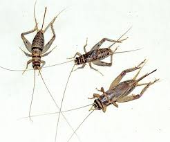 She threw up and is acting like she does not feel well, prior to that hello and thank you for asking your question on just answer. Do Crickets Bite Common Symptoms Treatment How To Get Rid Of Them Pest Wiki