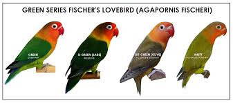 Green Series Fischer S Lovebird Agapornis Fischeri African Lovebirds Pet Birds Bird Aviary