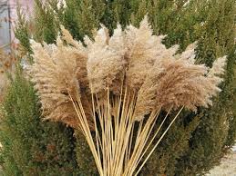 Fournisseur n°1 français d'herbes de la pampa, retrouvez les plus belles plumes séchées pour décorer et enjoliver votre intérieur de maison. Ou Acheter De L Herbe De La Pampa Pour La Deco Nuagedeco
