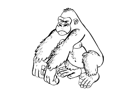 30 coloriage gorille unique coloring pages gorilla cool tkkg