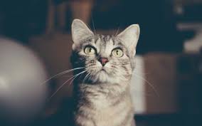 Https Xn Fr Hufe Und Pfoten M6b De Katze Diabetes Katze 2157