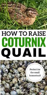 We did not find results for: How To Raise Coturnix Quail On Your Small Homestead