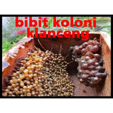 Harga madu lebah kelulut turut meningkat hingga rm260 sekilogram berikutan permintaan melebihi beliau berkata, gmkb menambah sarang lebah kelulut sehingga 250 sarang daripada 180 sarang. Bibit Sarang Lebah Koloni Lengkap Trigona Klenceng Lebah Kelulut Lebah Tak Bersengat Shopee Indonesia
