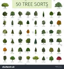 50 Trees Name In English Google Search Maple Trees Types Types Of Birch Trees Trees Name In English