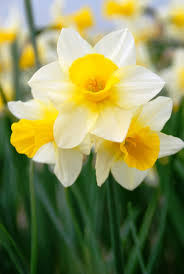 Pin On Plants Bulbs And Flowers