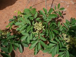 Image result for Trichilia