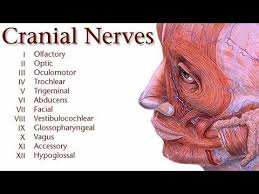 Check spelling or type a new query. Cranial Nerves Types Origin Distribution And Function Online Science Notes