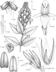 Image result for Thomandersia