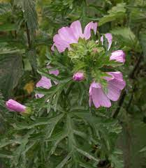 Amerikamjølke epilobium adenocaulon american willowherb onagraceae : Moskuskattost