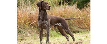 Run by lucie hustler in norfolk, uk. German Shorthaired Pointer Breeds A To Z The Kennel Club