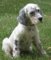 english setter english setter puppies english setter dogs cute dogs