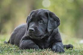 The premier labrador retriever breeder. Home
