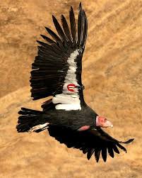 Birds Of The Southwest Usa California Condor Gymnogyps Californianus Photo Courtesy Of The Pacific Southwest Region U S Fish And Wildlife Servic California Condor Weird Animals Birds