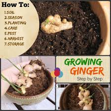When preparing ginger, peel off the skin with a paring knife. Growing Ginger 7 How To Steps Soil Planting Harvest And Storage