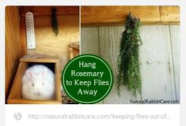 Hang Up Rosemary To Keep Flies Away Rabbit Hutches Pet Bunny Pet Rabbit