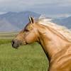 Quarter horses, roping horses, rodeo horses, roan horses, ranch broke horses, western horses. Https Encrypted Tbn0 Gstatic Com Images Q Tbn And9gcrvnmyajpichkd0nu8kq P8i0rqwkupek1v4w6 Vxvarkjhg6t7 Usqp Cau