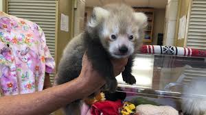 Parking is free at knoxville zoo. Baby Red Panda Makes Her Zoo Knoxville Debut Wbir Com