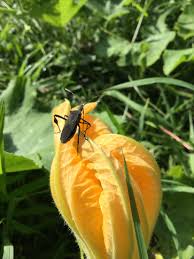 Image result for Lepidagathis plantaginea