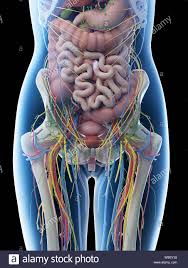 Labeled structures include the large bowel (colon or large intestine), umbilicus, small intestine, ovary, fallopian tube, uterus and bladder. Anatomy Of The Female Abdomen And Pelvis Stock Photo Alamy