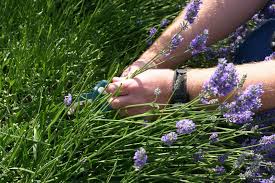 Lavendel Schneiden Dungen Und Kalken Plantura Growing Lavender Harvesting Lavender Lavender Blossoms