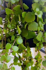 It produces long, thin trailing stems that have widely spaced, opposite, heart shaped leaves that are about an inch long and wide. Tangled Heart Hanging Plant How To Grow Care And Propagate In 2021 Heartsome Gardener