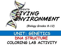What rna nitrogen bases match with the following dna nitrogen bases? Coloring Dna Worksheets Teaching Resources Teachers Pay Teachers