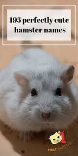 For example, did you know hamster pouches aren't just used for. 250 Hamster Facts Ideas Hamster Hamster Care Pets