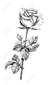Good Cost Free Rose Drawing With Stem Popular Within This Class We Will Check Out Exactly How To Get A New Ros Roses Drawing Rose Stem Tattoo Rose Bud Tattoo
