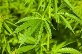Its on a white background and also says legalize today. Weed Nature Wallpaper Full Hd Hd Nature Wallpaper Green Nature Background Tumblr Laptop 4000x2667 Wallpaper Teahub Io