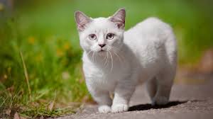 The munchkin is a cat breed created by a naturally occurring genetic mutation that results in cats with abnormally short. 5 Things You Didn T Know About Munchkin Cats Pet Health Insurance Tips