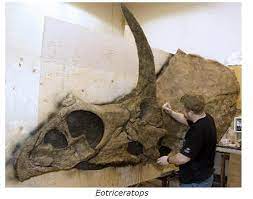 Eotriceratops From The Cretaceous In Alberta C 2008 Royal Tyrrell Museum Http Www Paleoportal Org Index Php Globalnav F Dinosaur Fossils Fossils Dinosaur