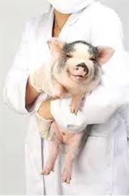 The veterinary center for birds & exotics is a specialized exotic vet for birds and exotic pets. Veterinarians That See Pigs Pal Pig Advocates League