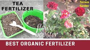 Dry organic fertilizers dry organic fertilizers can consist of a single material, such as use liquid fertilizers to give your plants a light nutrient boost or snack every month or even every two weeks a drip irrigation system can carry liquid fertilizers to your plants. Best Organic Fertilizer For Rose Plants Tea Fertilizer à¤š à¤¯ à¤• à¤ªà¤¤ à¤¤ à¤• à¤– à¤¦ Used Tea Rose Booster Youtube