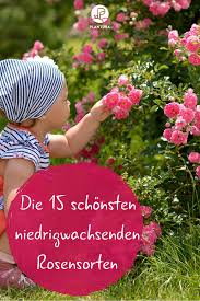 Bodendeckerrosen Sorten Unsere Top 15 Plantura Bodendeckerrosen Rosen Pflanzen Rosensorten