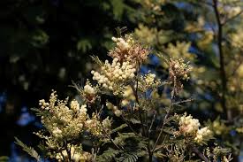 Image result for Acacia abyssinica