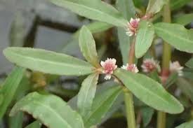 Image result for Alternanthera sessilis