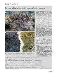 PDF) The coral-killing sponge Terpios hoshinota invades Indonesia