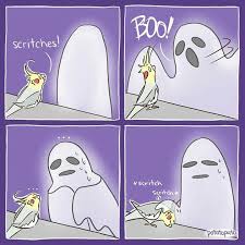 Pin By Star Moondanger On Coisas De Calopsita Funny Parrots Cockatiel Cute Funny Animals